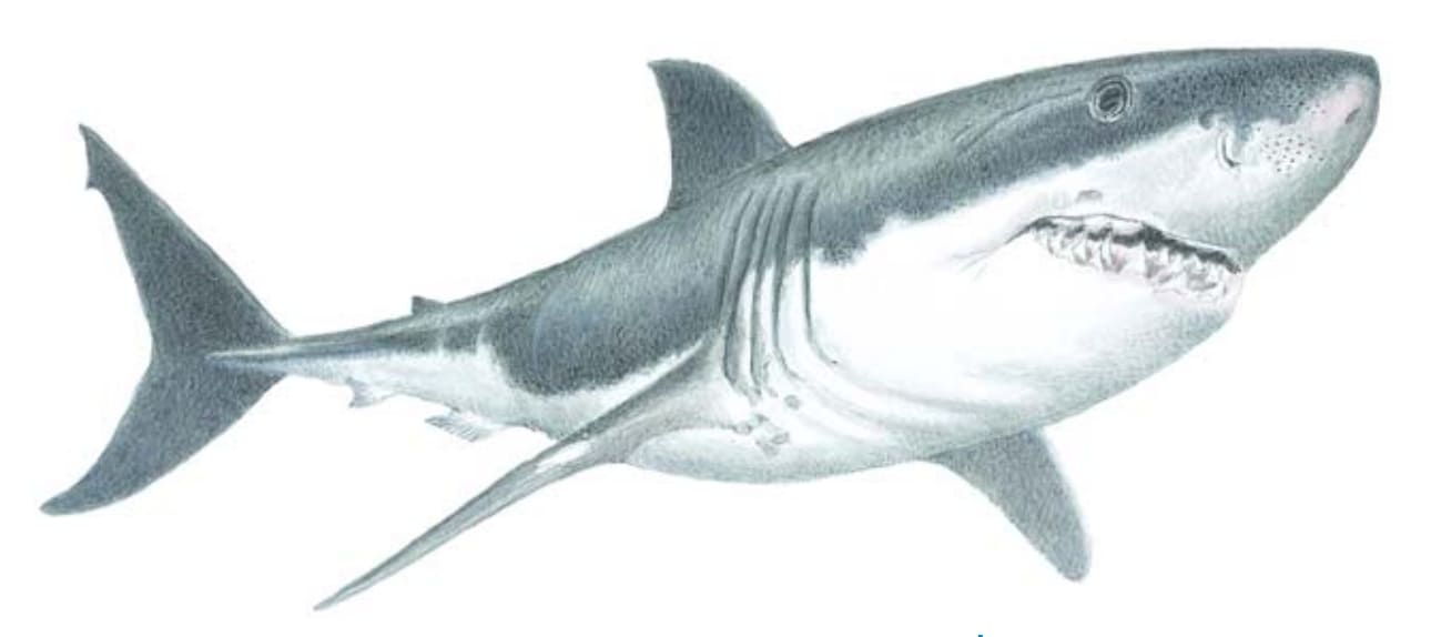 Shark, White