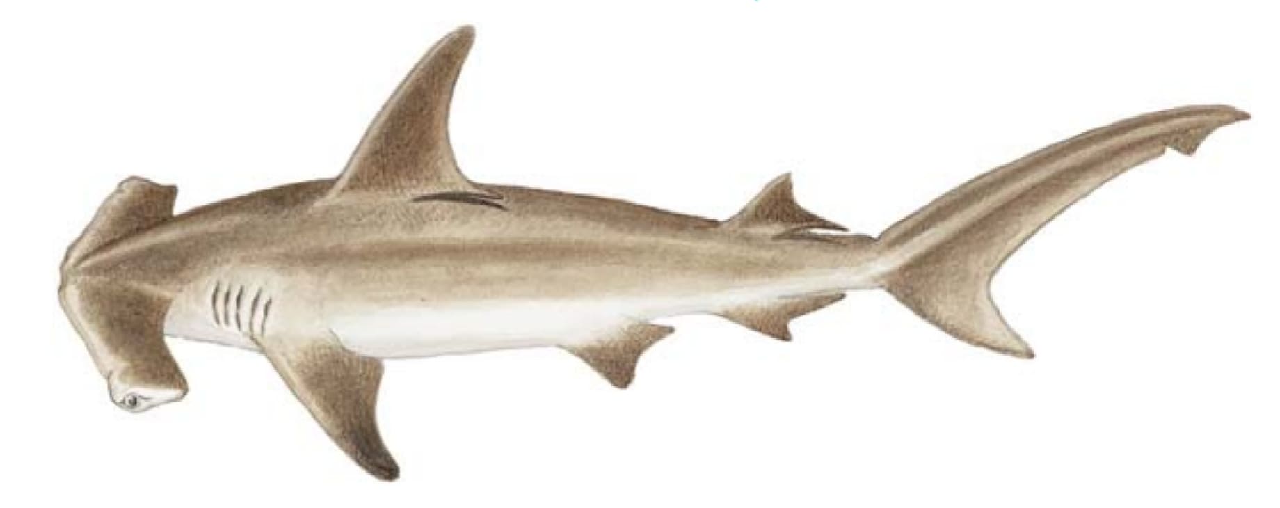 Sharks, Hammerhead
