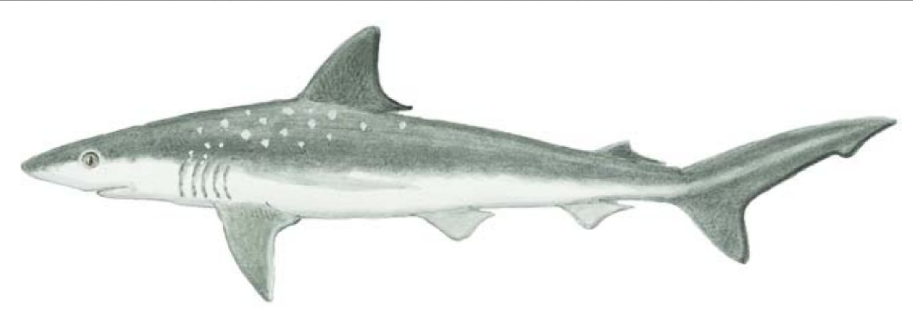 Sharks, Sharpnose