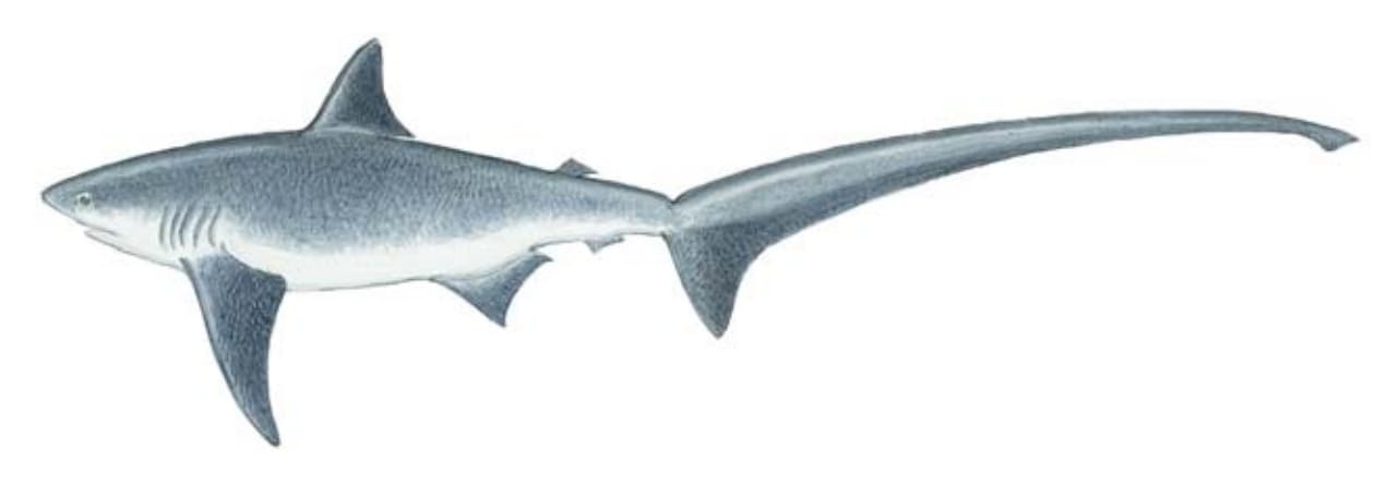 Sharks, Thresher