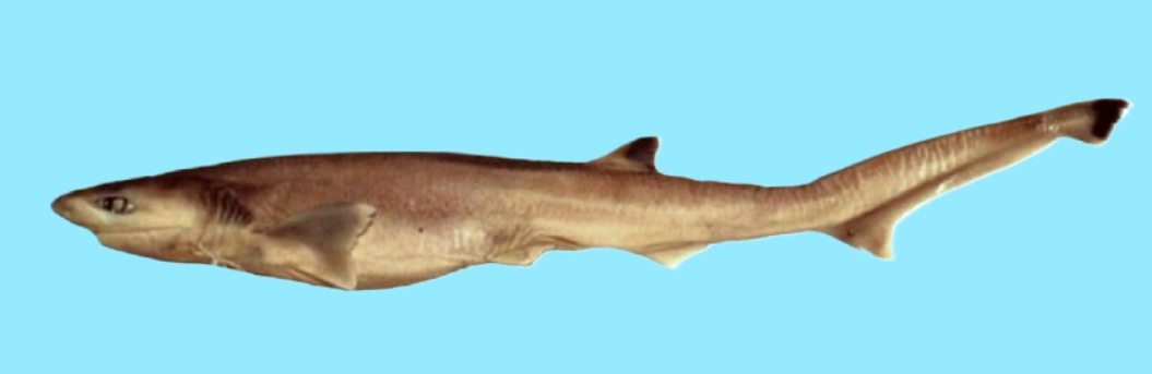 Sharpnose sevengill shark