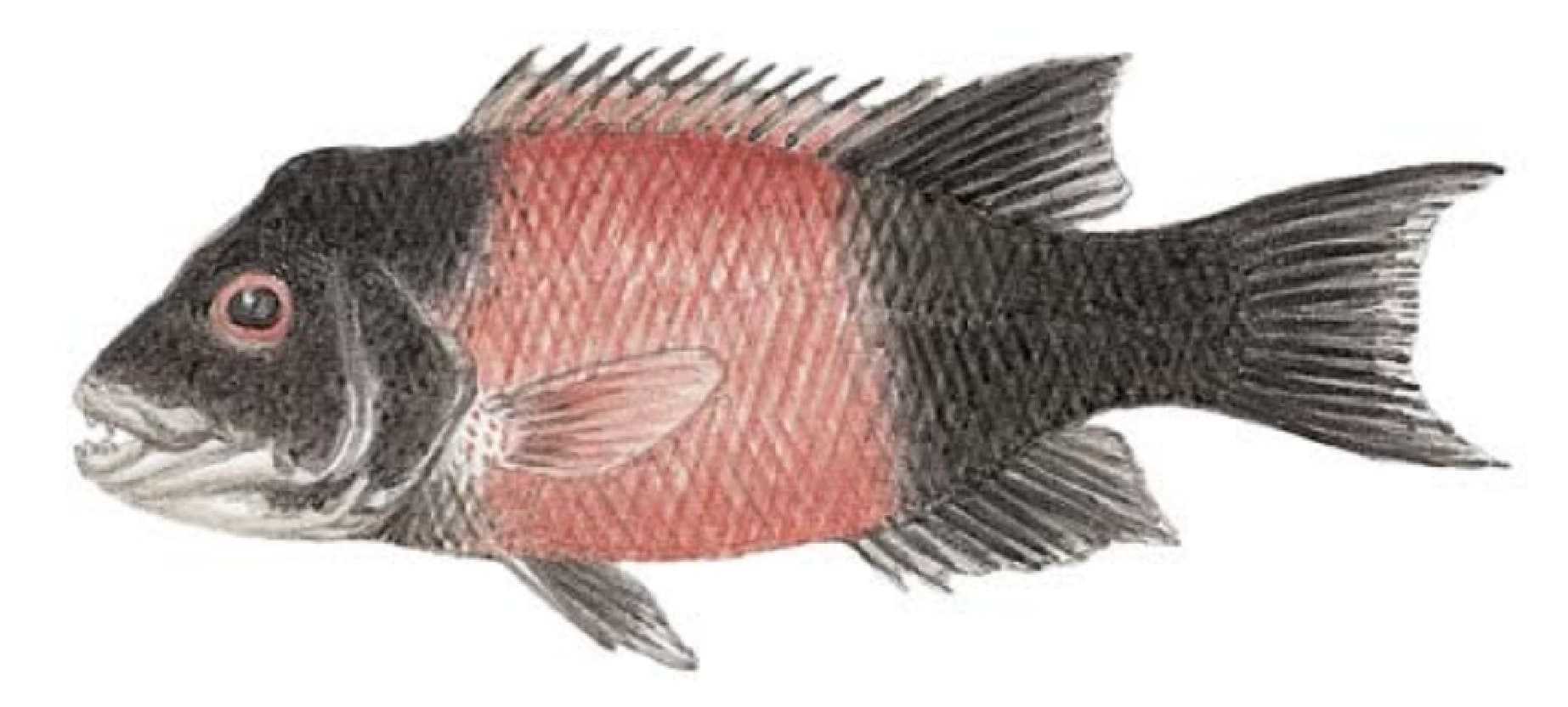Sheephead, California