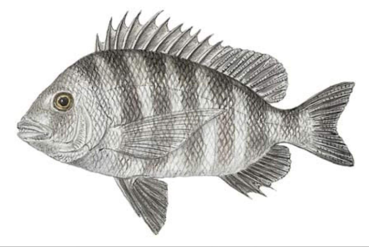 Sheepshead