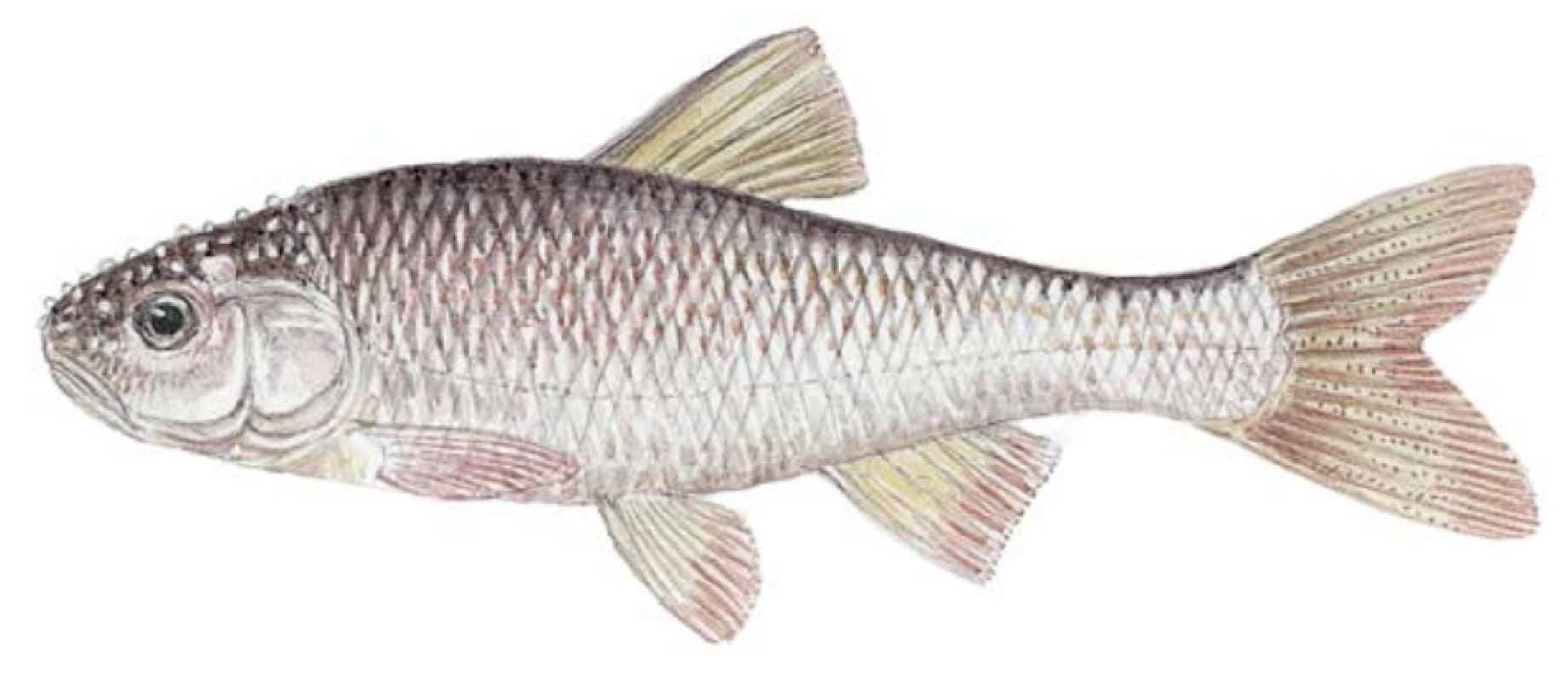 Shiner, Common