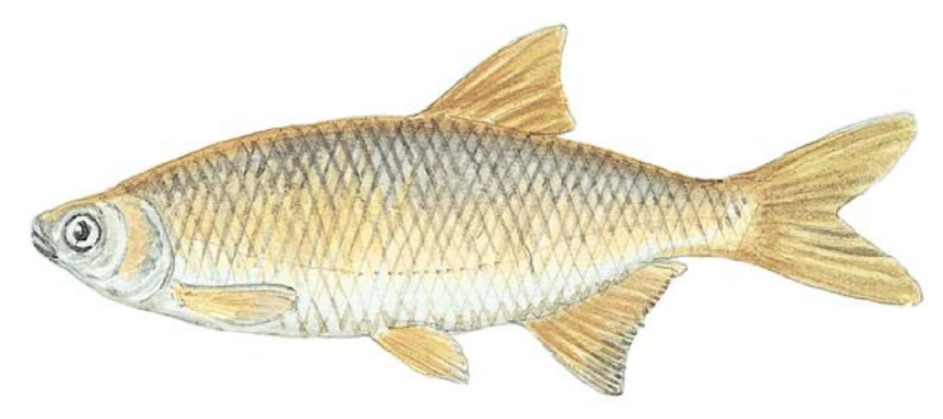 Shiner, Golden
