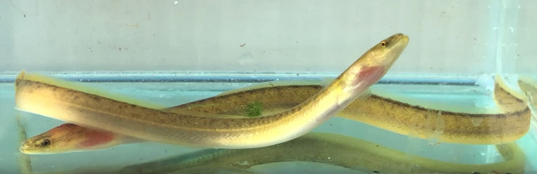 Short-finned eel
