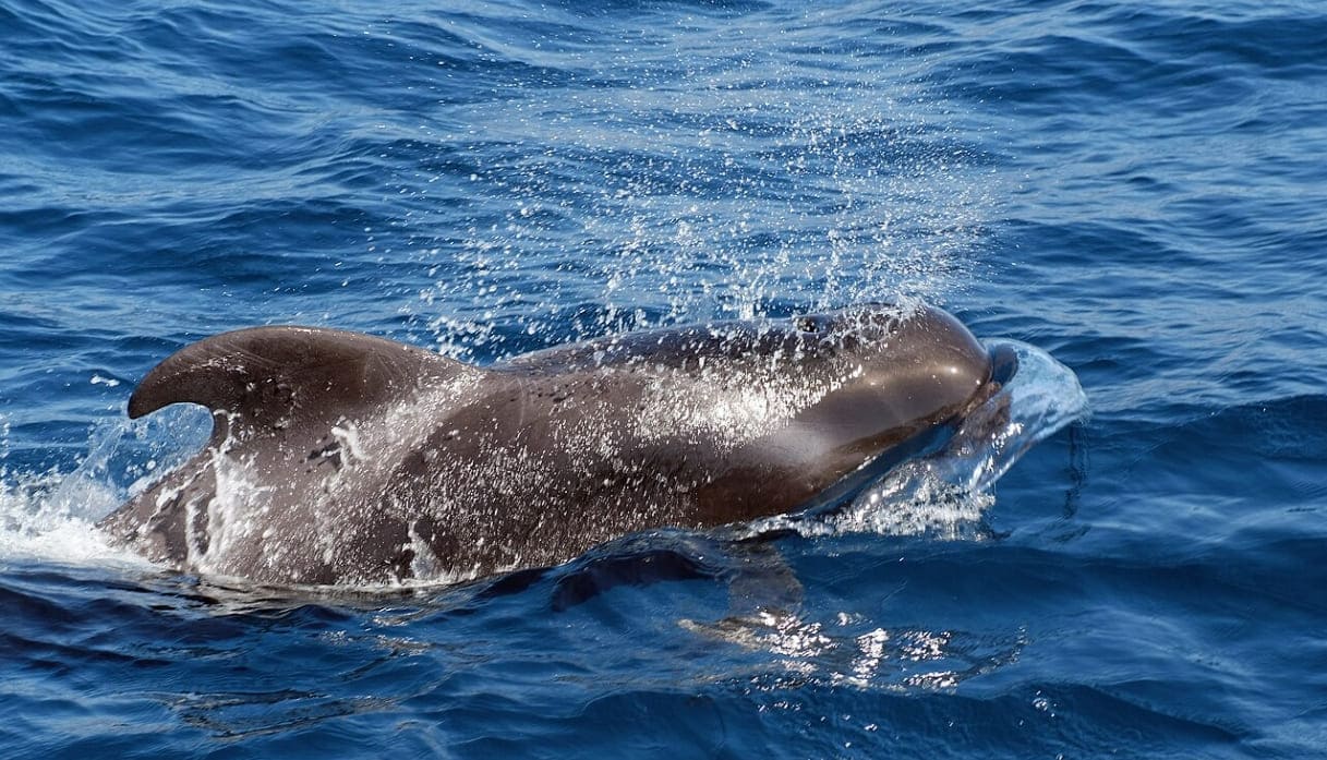 Short-finned pilot whale