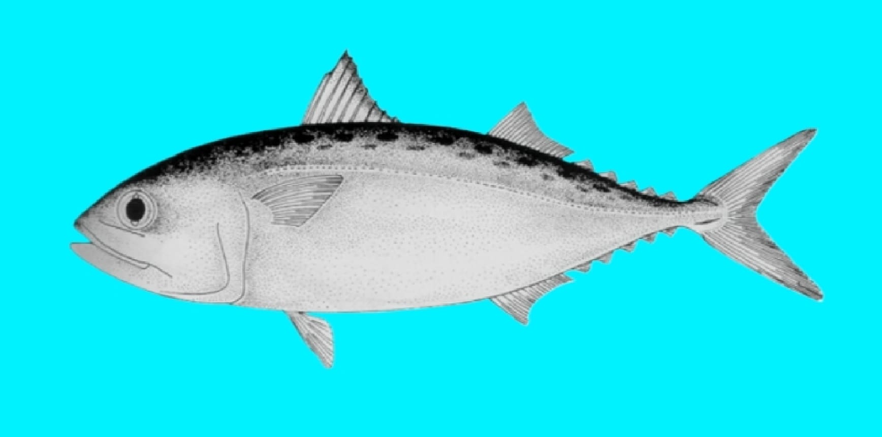 Short mackerel