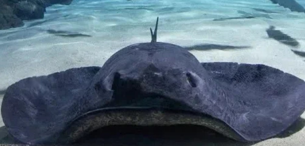 Short-tail stingray