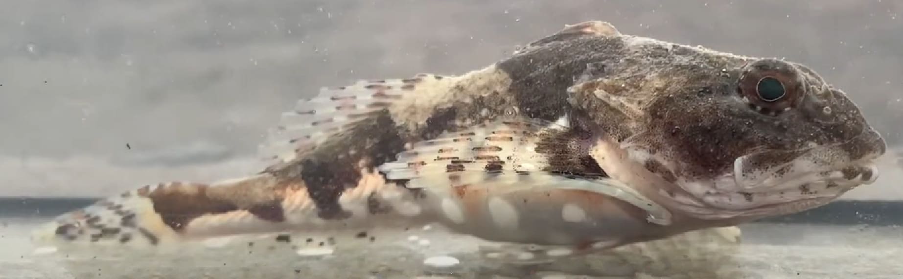 Shorthorn sculpin