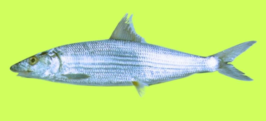 Shortjaw bonefish
