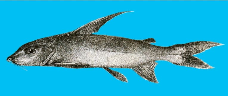 Shovelnose sea catfish
