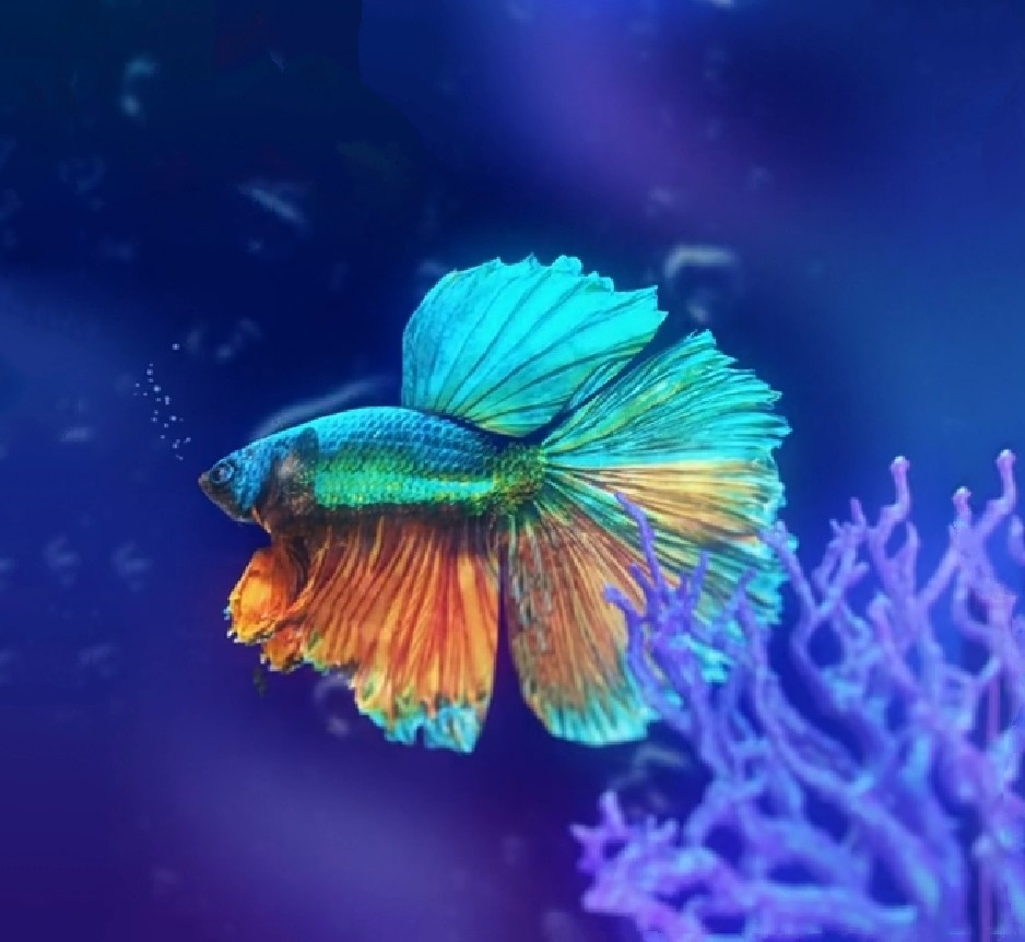 Siamese fighting fish