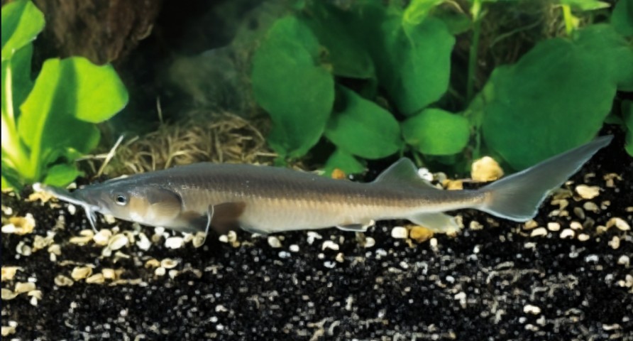 Siberian sturgeon