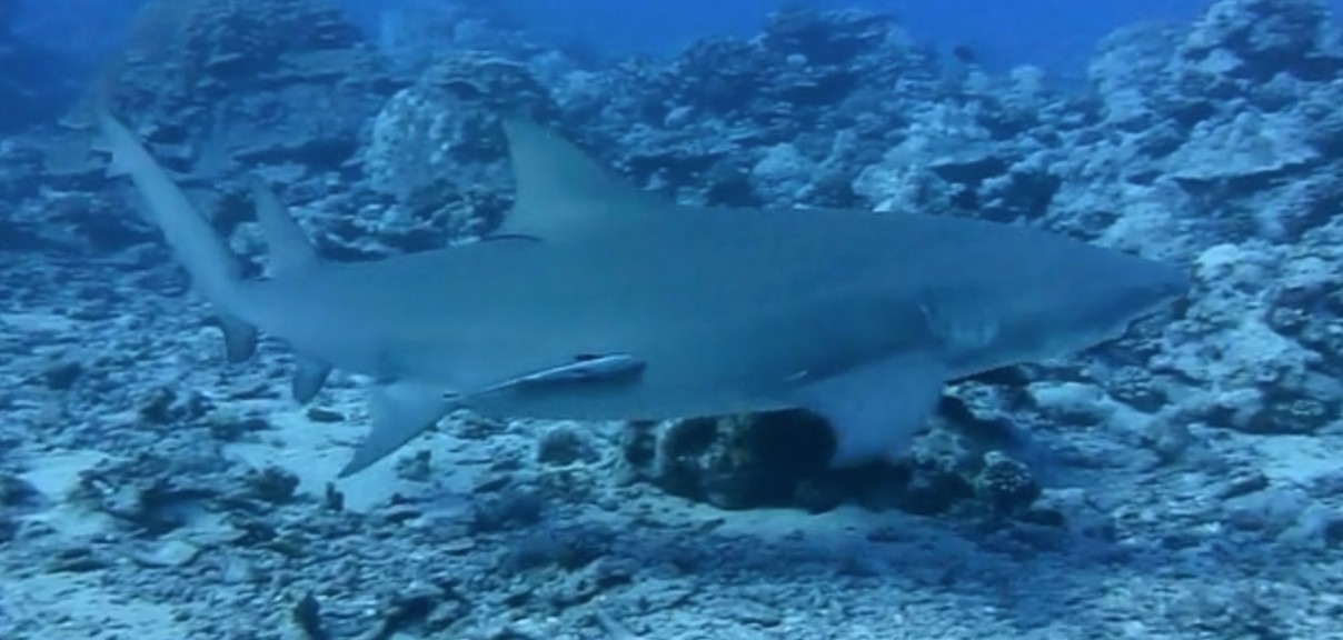 Sicklefin lemon shark