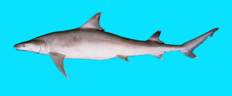 Sicklefin weasel shark