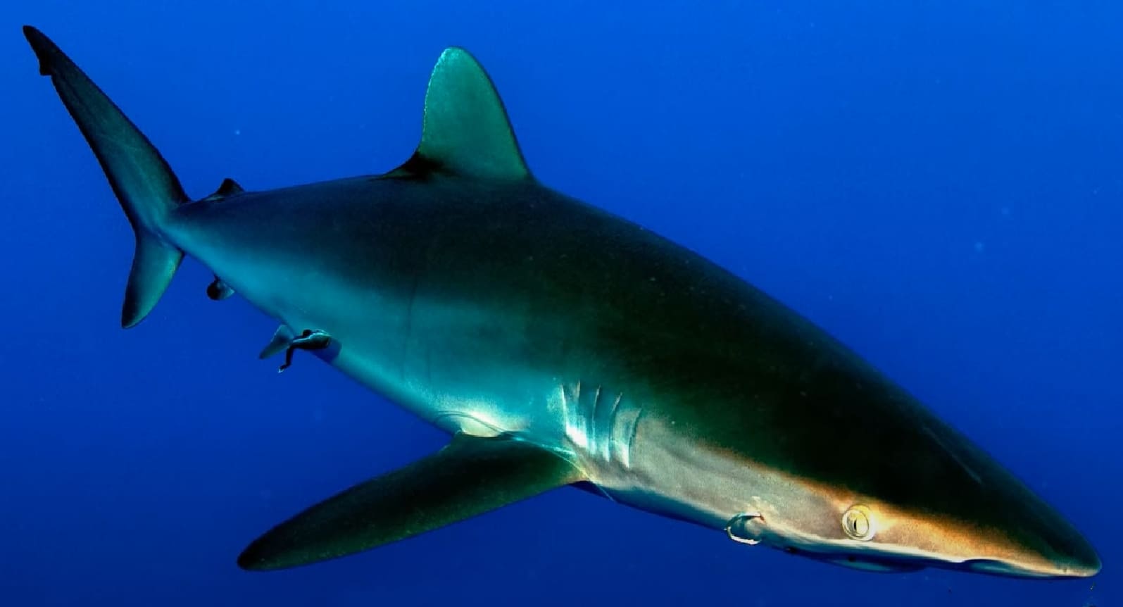 Silky shark