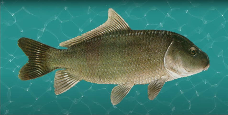 Silver carp