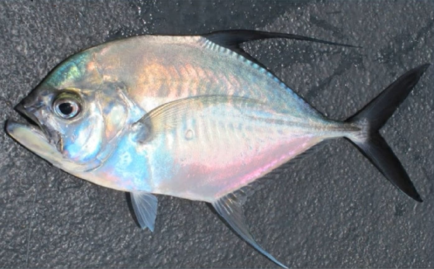 Silvermouth trevally