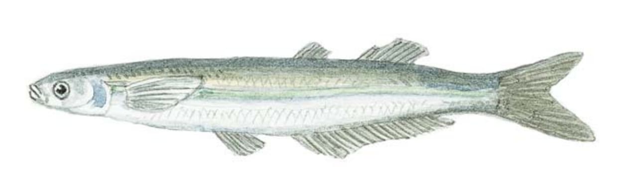 Silversides