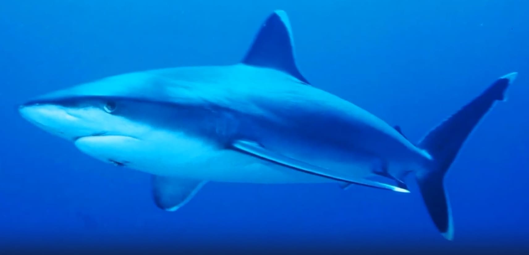 Silvertip shark