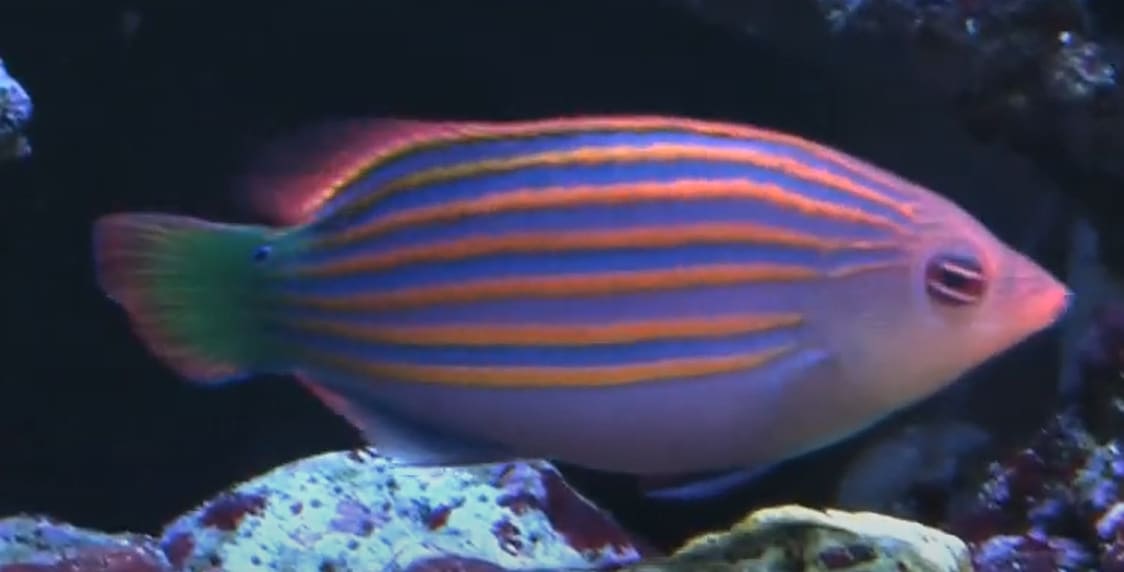 Six-line wrasse