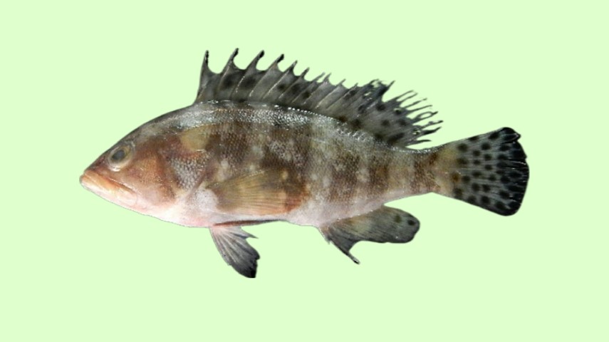 Sixbar grouper