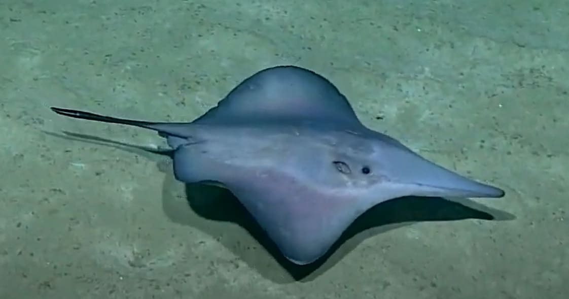Sixgill stingray