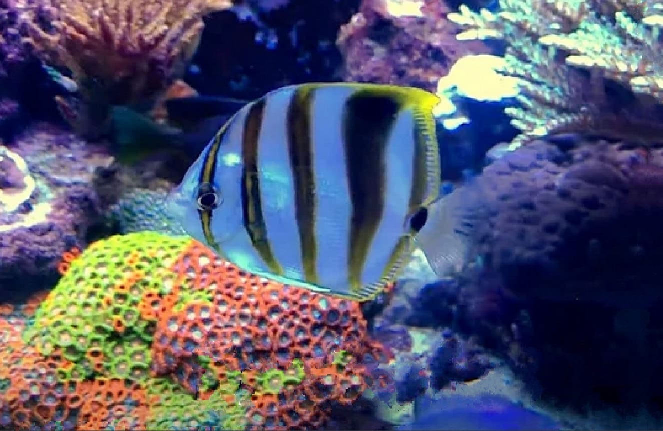 Sixspine butterflyfish