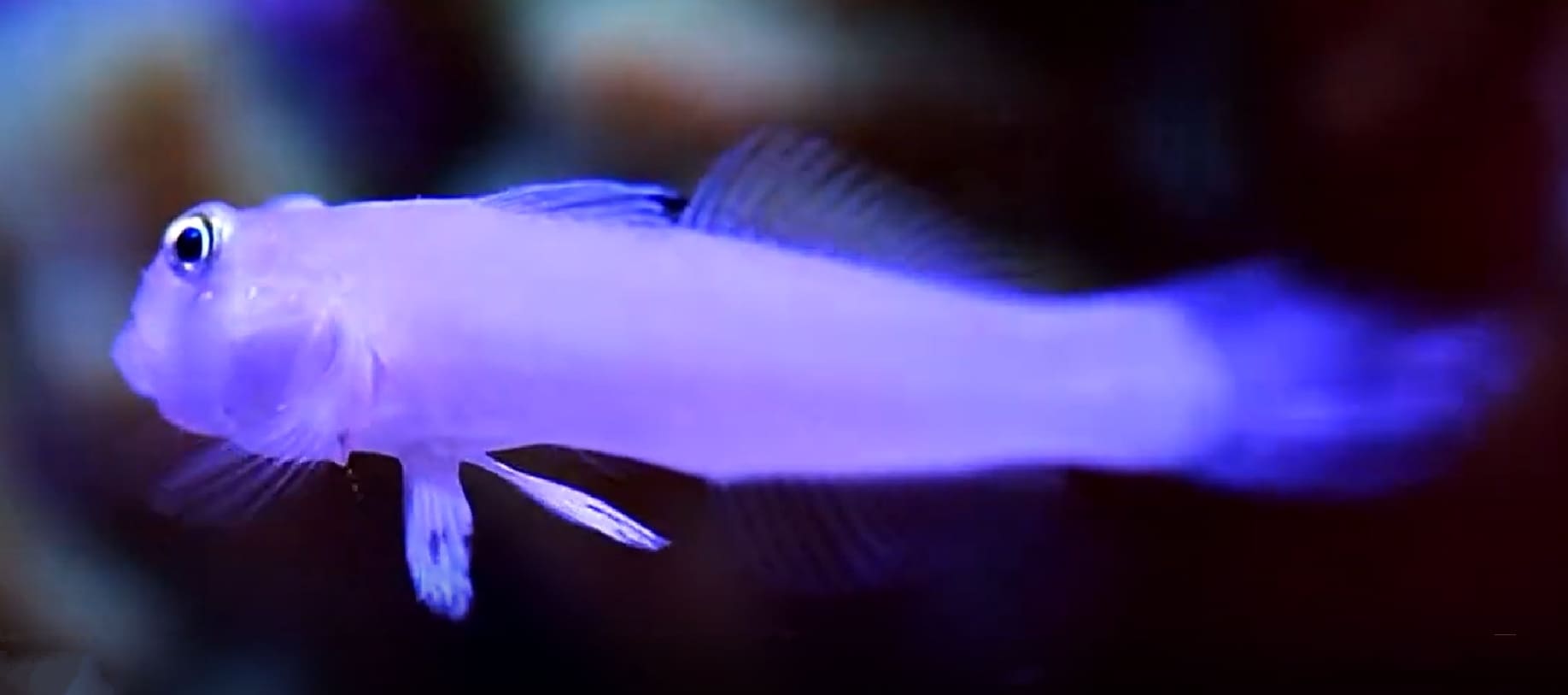 Sixspot goby