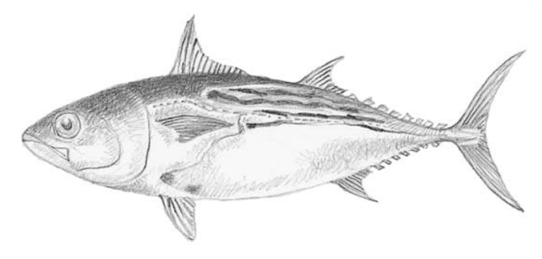 Skipjack, Black