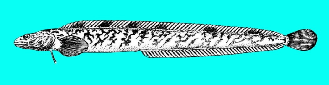 Slender eelblenny