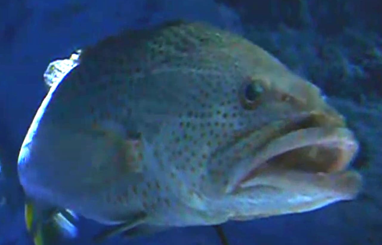 Slender grouper