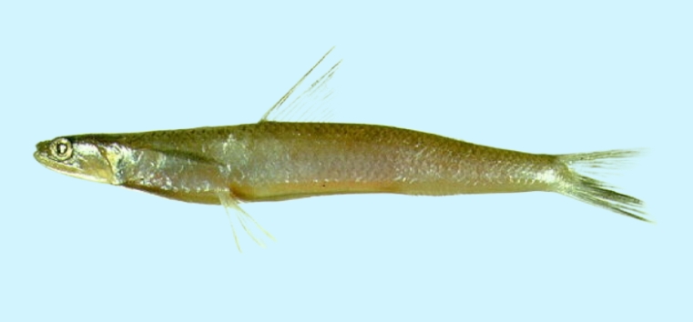 Slender lizardfish