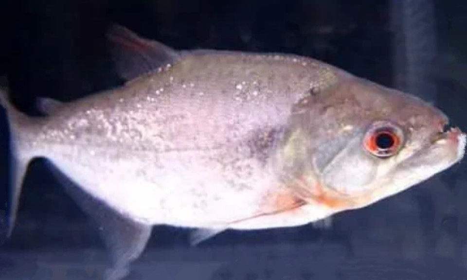 Slender piranha