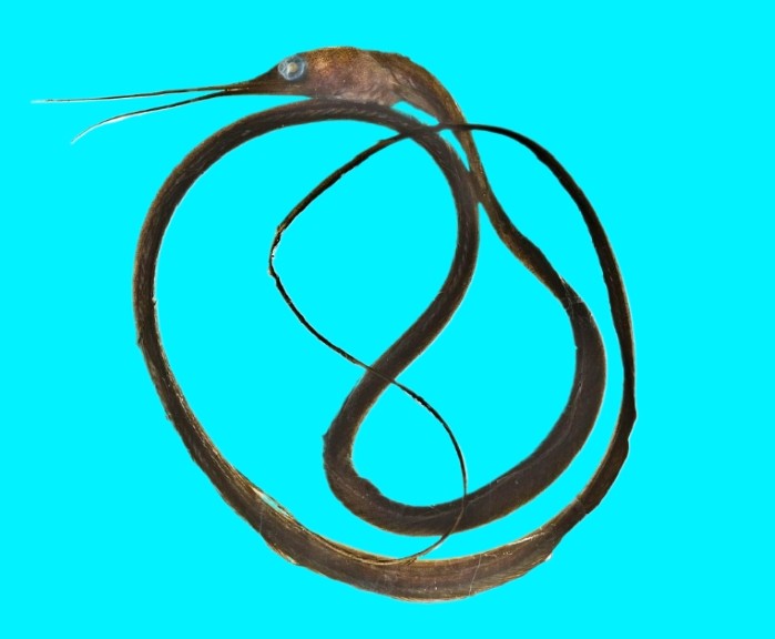 Slender snipe eel