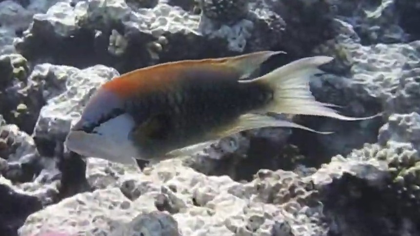 Sling-jaw wrasse
