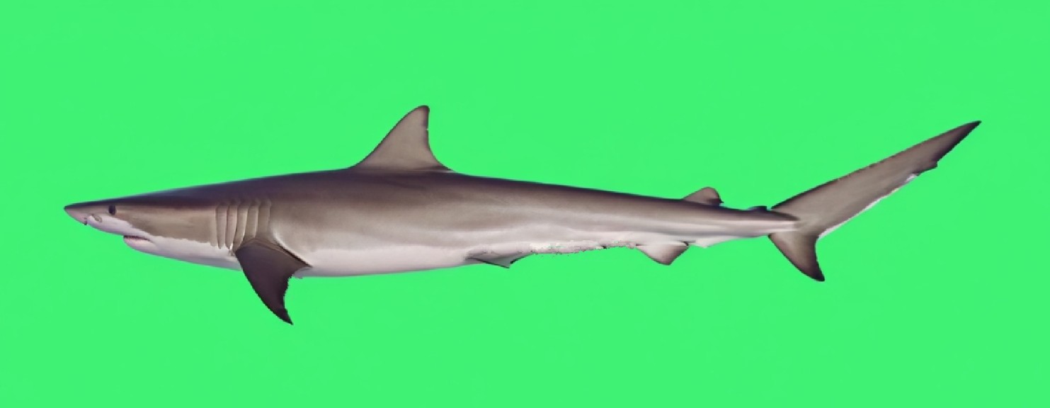 Sliteye shark