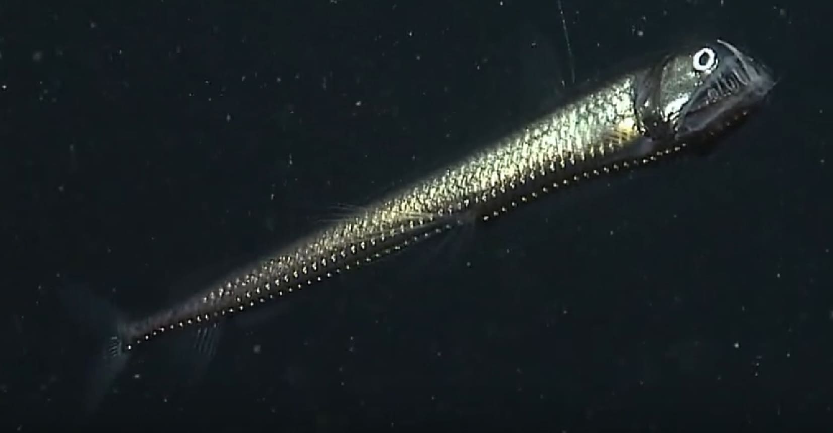 Sloane's viperfish