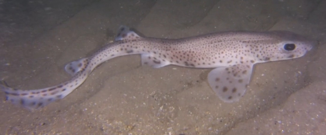 Small-spotted catshark