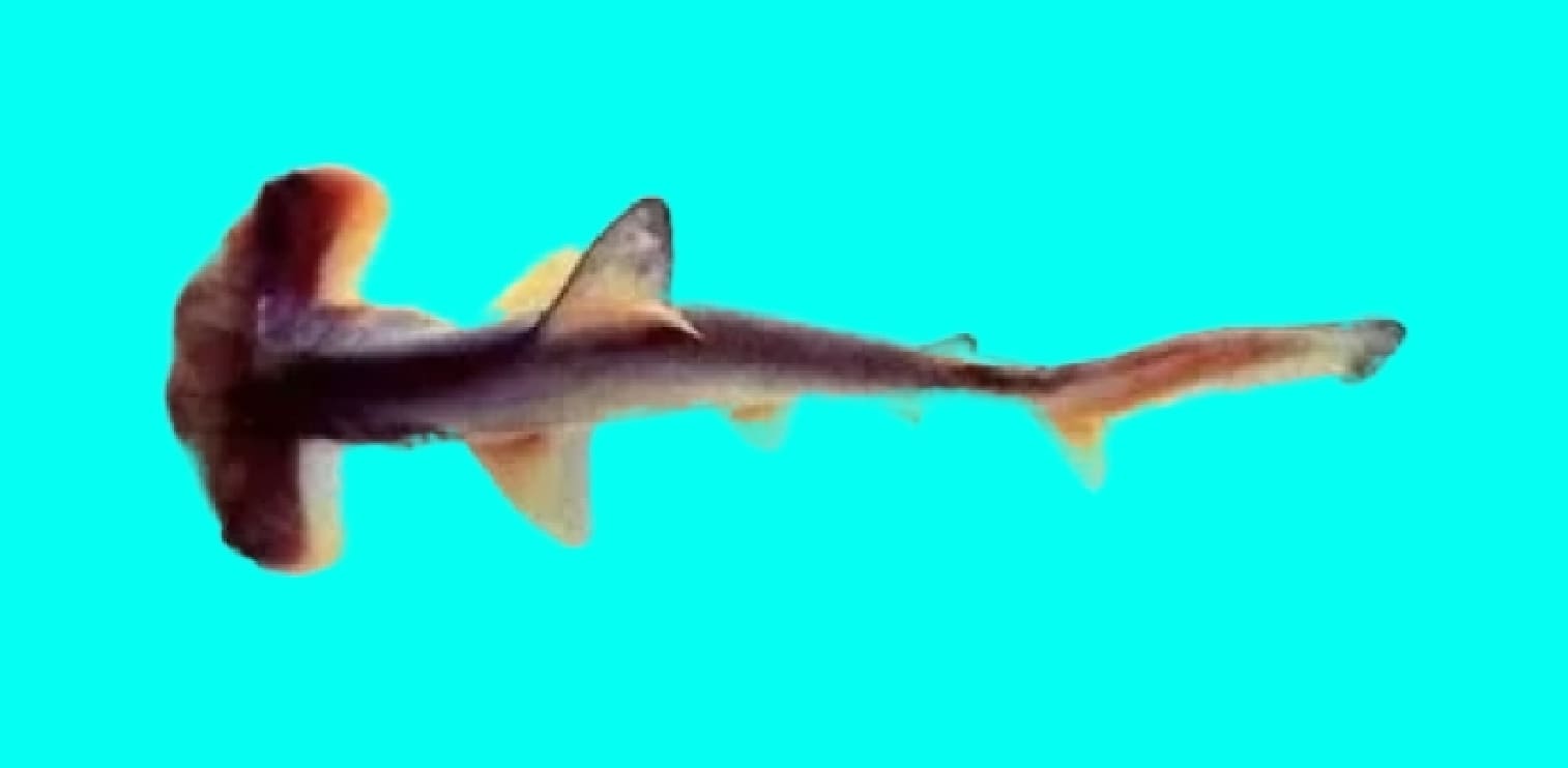 Smalleye hammerhead