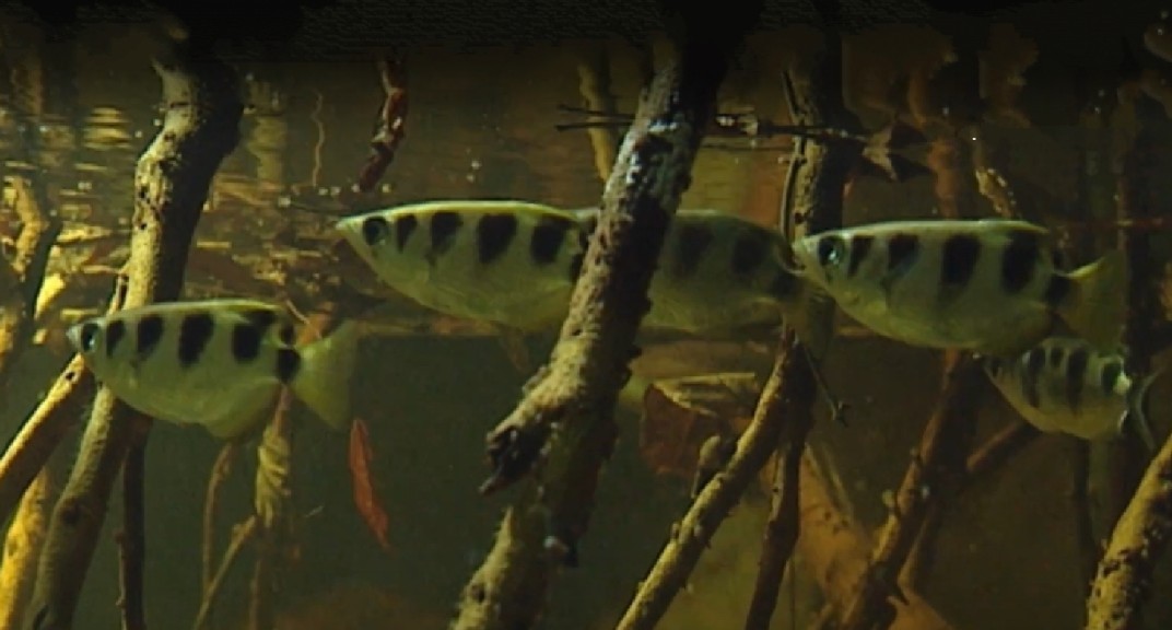 Smallscale archerfish