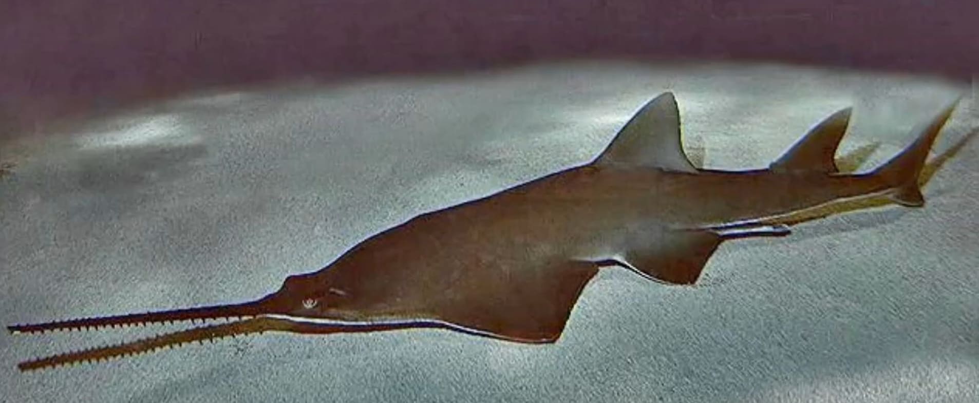 Smalltooth sawfish
