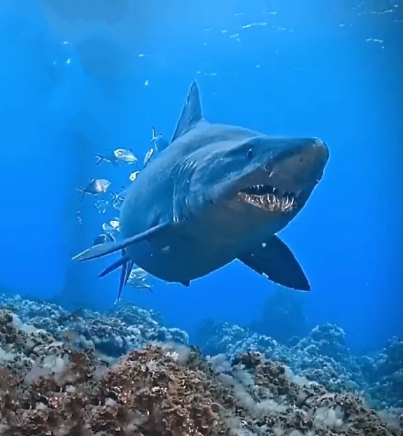 Smalltooth sand tiger