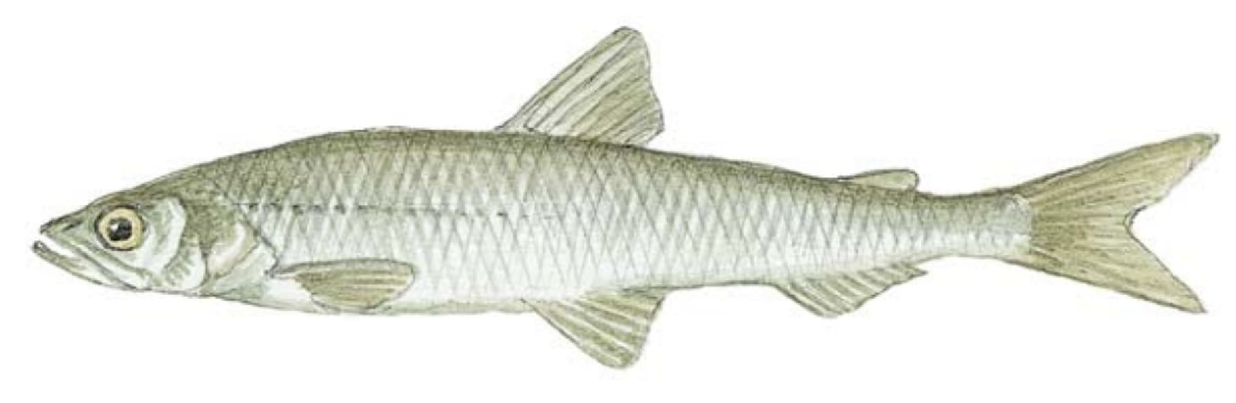 Smelt