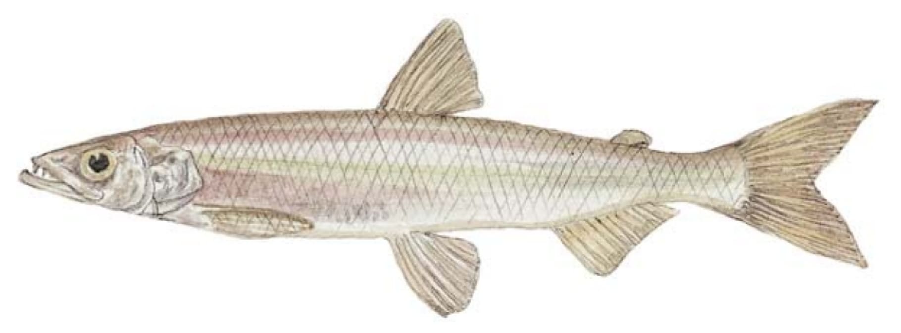 Smelt, Rainbow