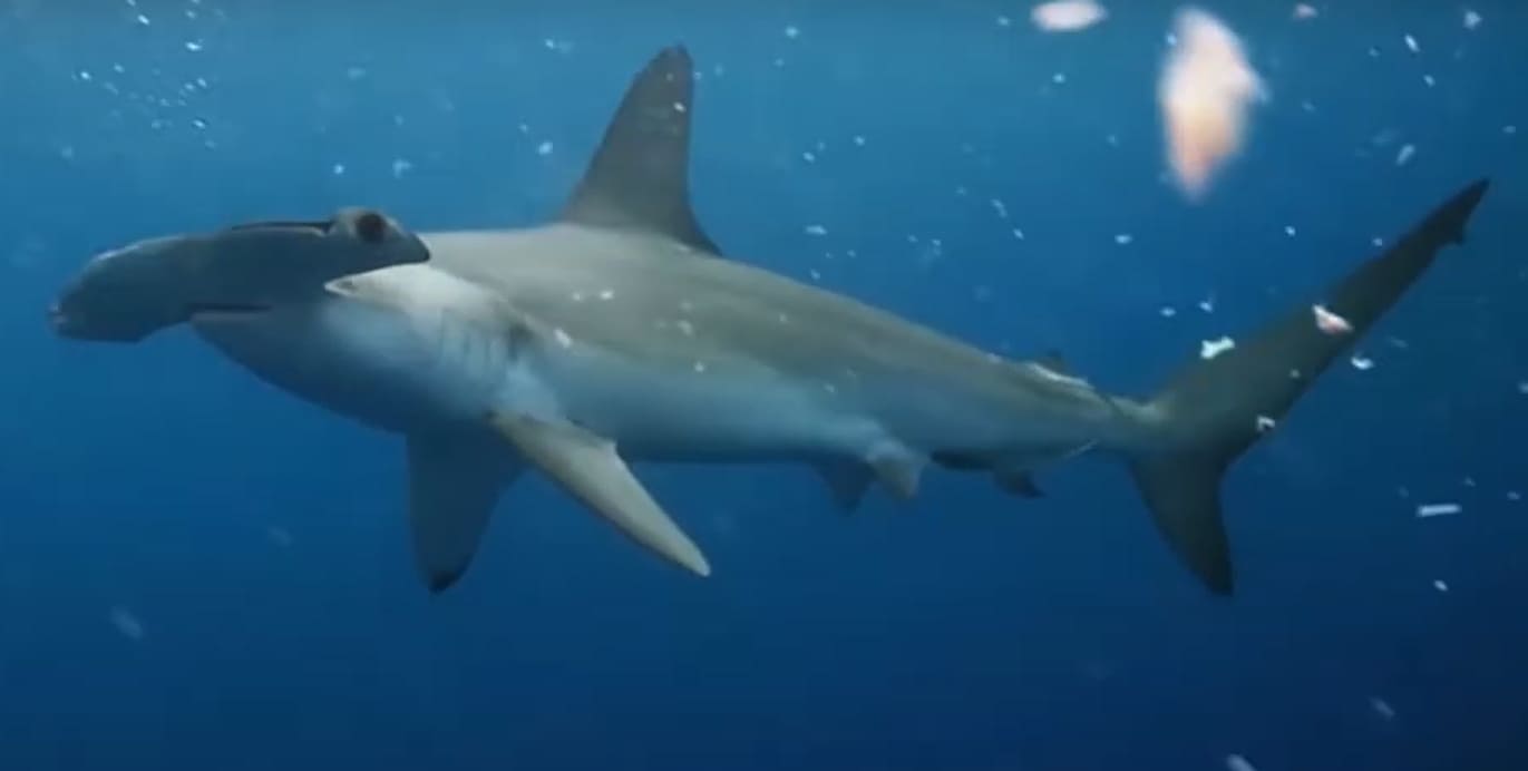 Smooth hammerhead