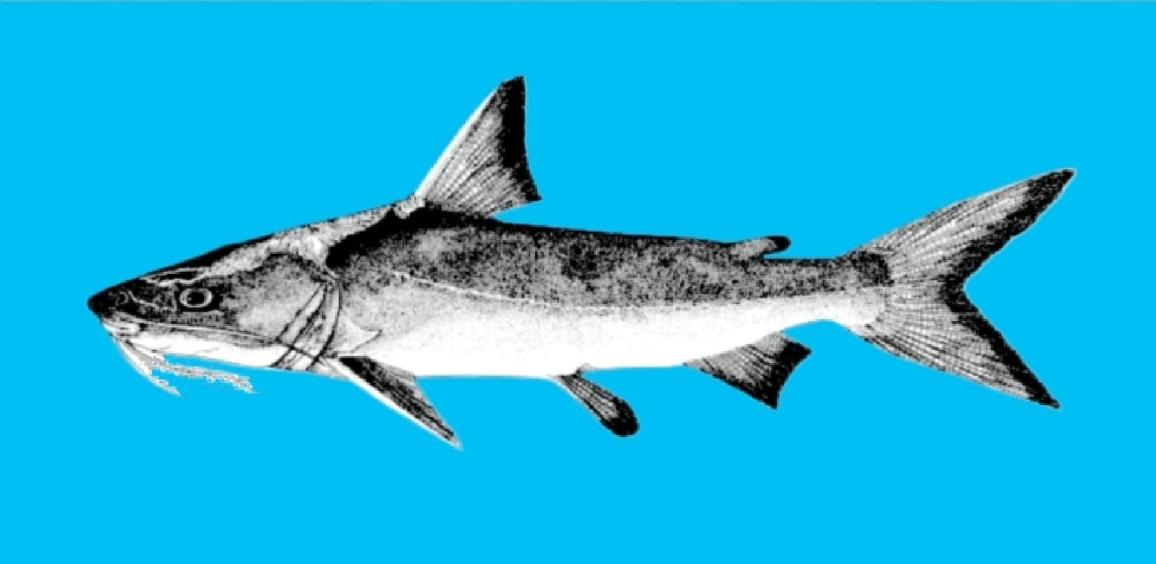 Smooth-headed catfish