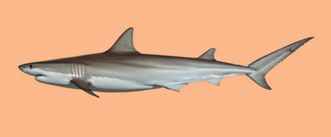Snaggletooth shark