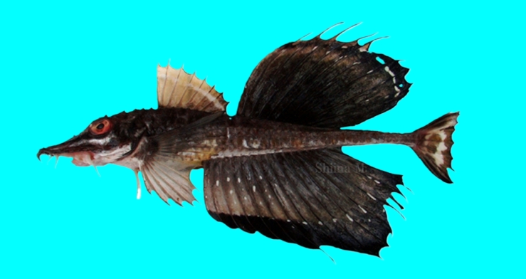 Snail-fin poacher